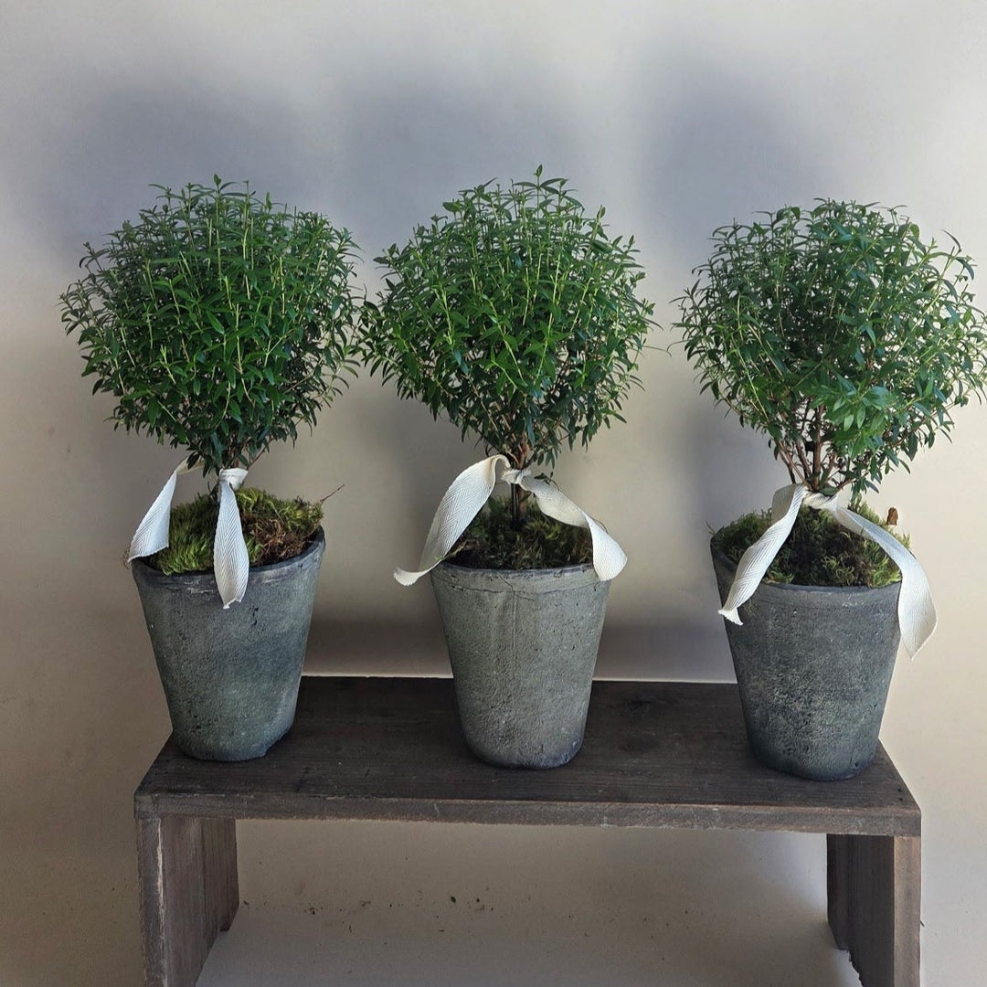 Myrtle Topiary
