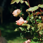 Bohemia Roseto Parfum