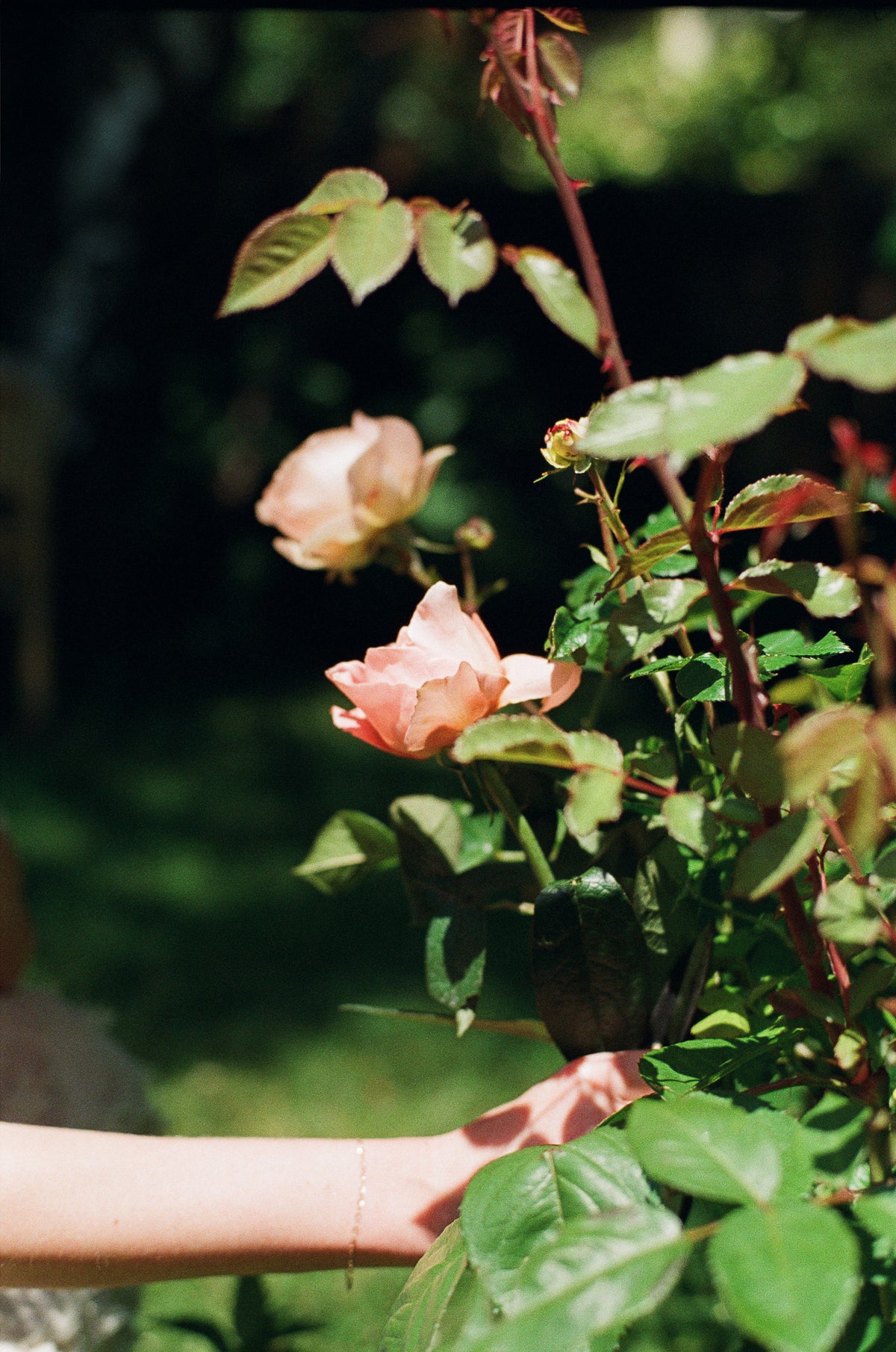 Bohemia Roseto Parfum