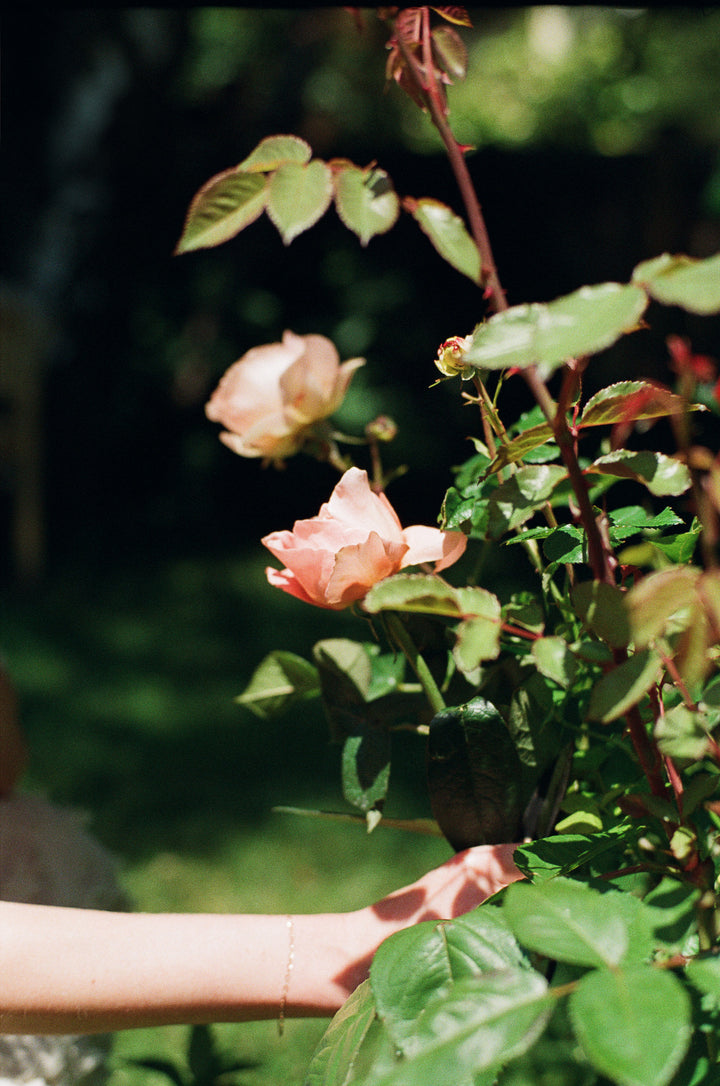 Bohemia Roseto Parfum