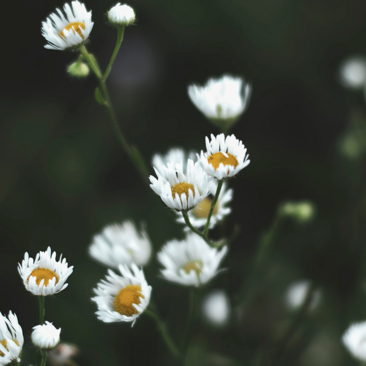 Diffuser Oil - The Herb Garden