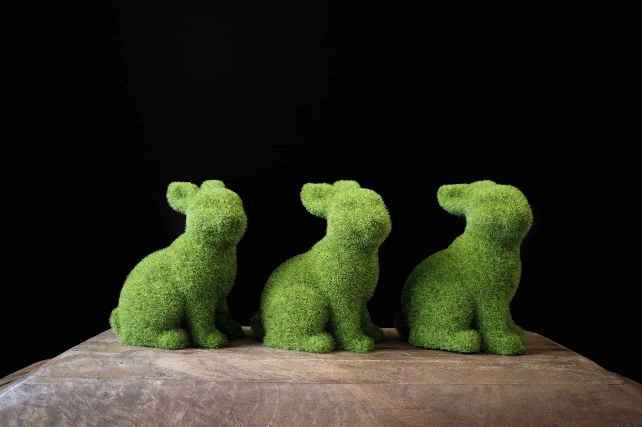 Moss Bunny